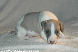 CHIOT WHIPPET
