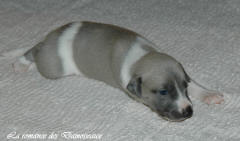 Port�e de chiots Whippet de la romance des Damoiseaux