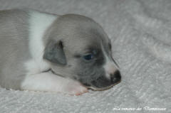 Port�e de chiots Whippet de la romance des Damoiseaux