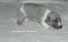 Port�e de chiots Whippet de la romance des Damoiseaux