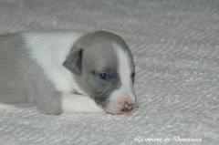 Port�e de chiots Whippet de la romance des Damoiseaux
