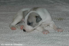 Port�e de chiots Whippet de la romance des Damoiseaux