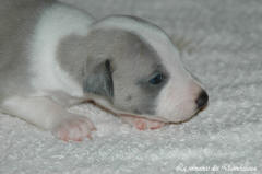Port�e de chiots Whippet de la romance des Damoiseaux
