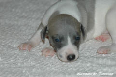 Port�e de chiots Whippet de la romance des Damoiseaux