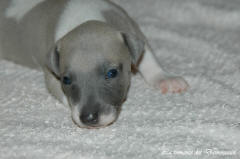 Port�e de chiots Whippet de la romance des Damoiseaux