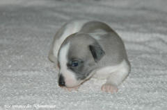Port�e de chiots Whippet de la romance des Damoiseaux