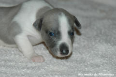 Port�e de chiots Whippet de la romance des Damoiseaux