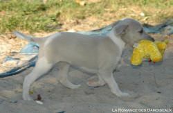 Chiot Whippet et jouet peluche