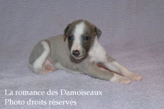 Chiot Whippet bicolore Disponible