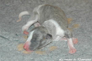 Porte de chiots Whippet de la romance des Damoiseaux