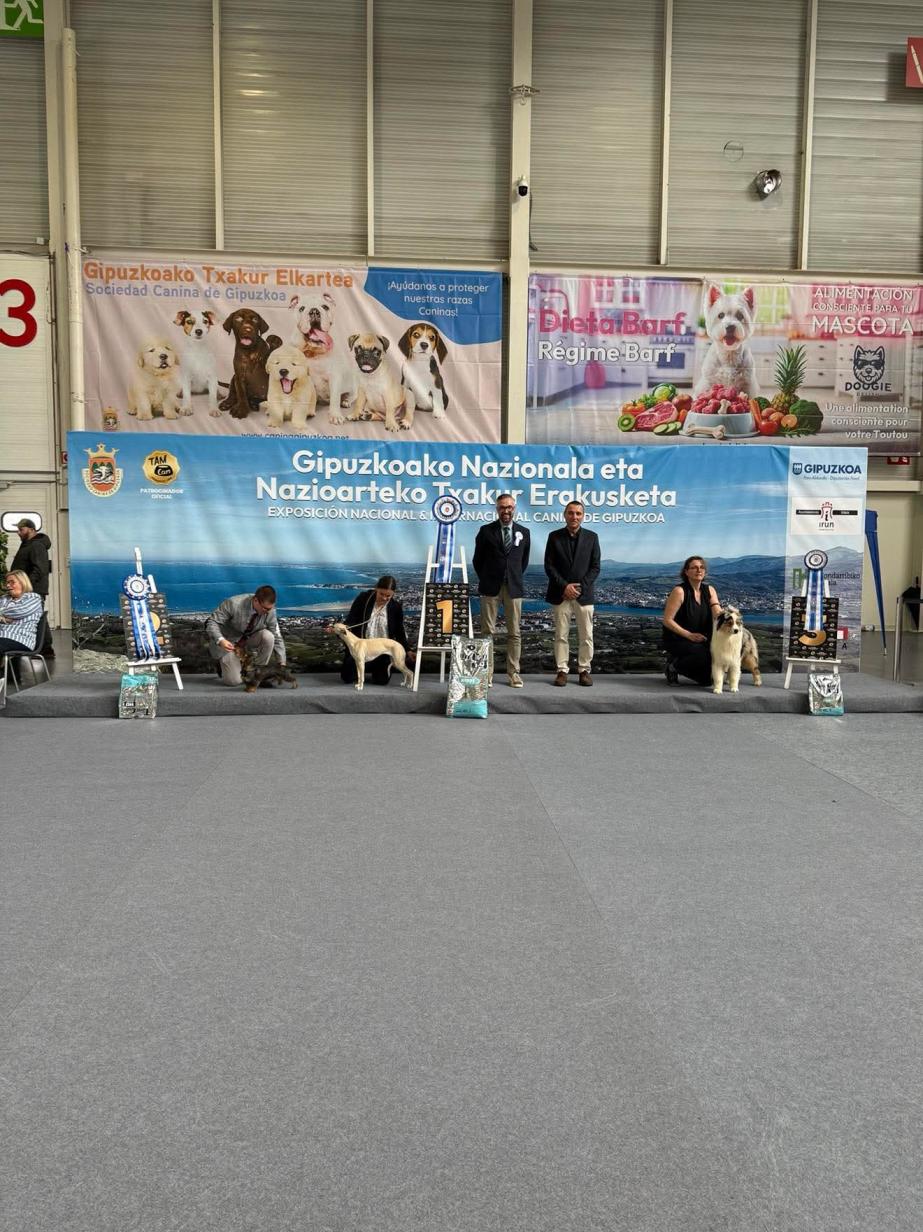 Best in show puppy à irun en Espagne