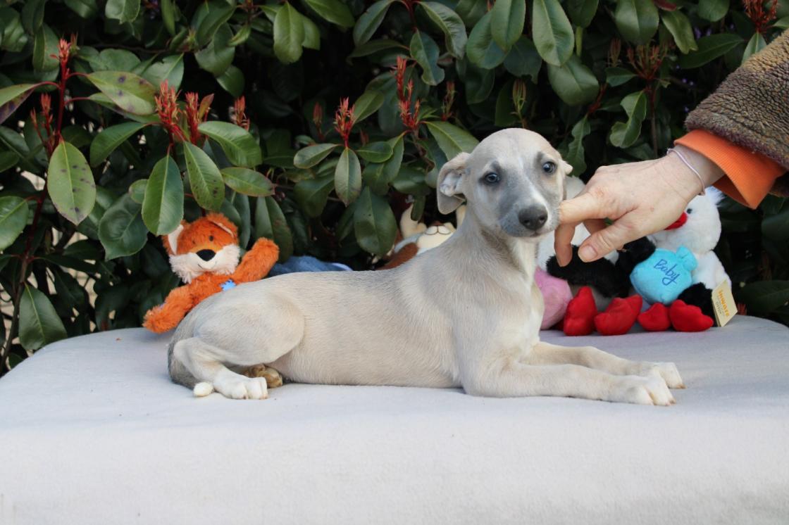 chiot disponible