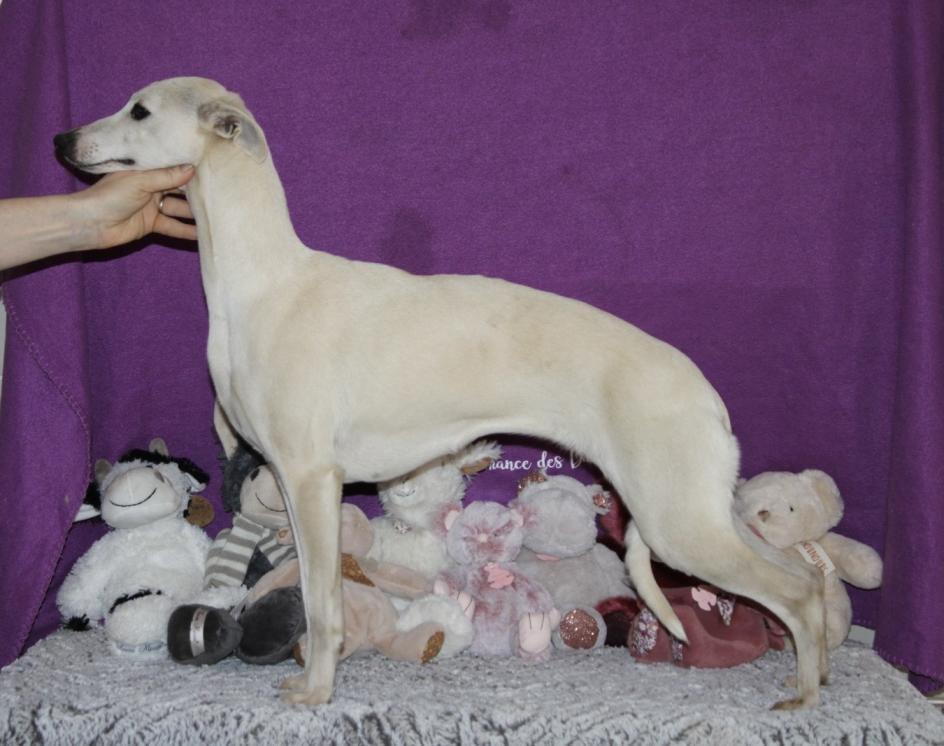 Chiot Whippet Disponible