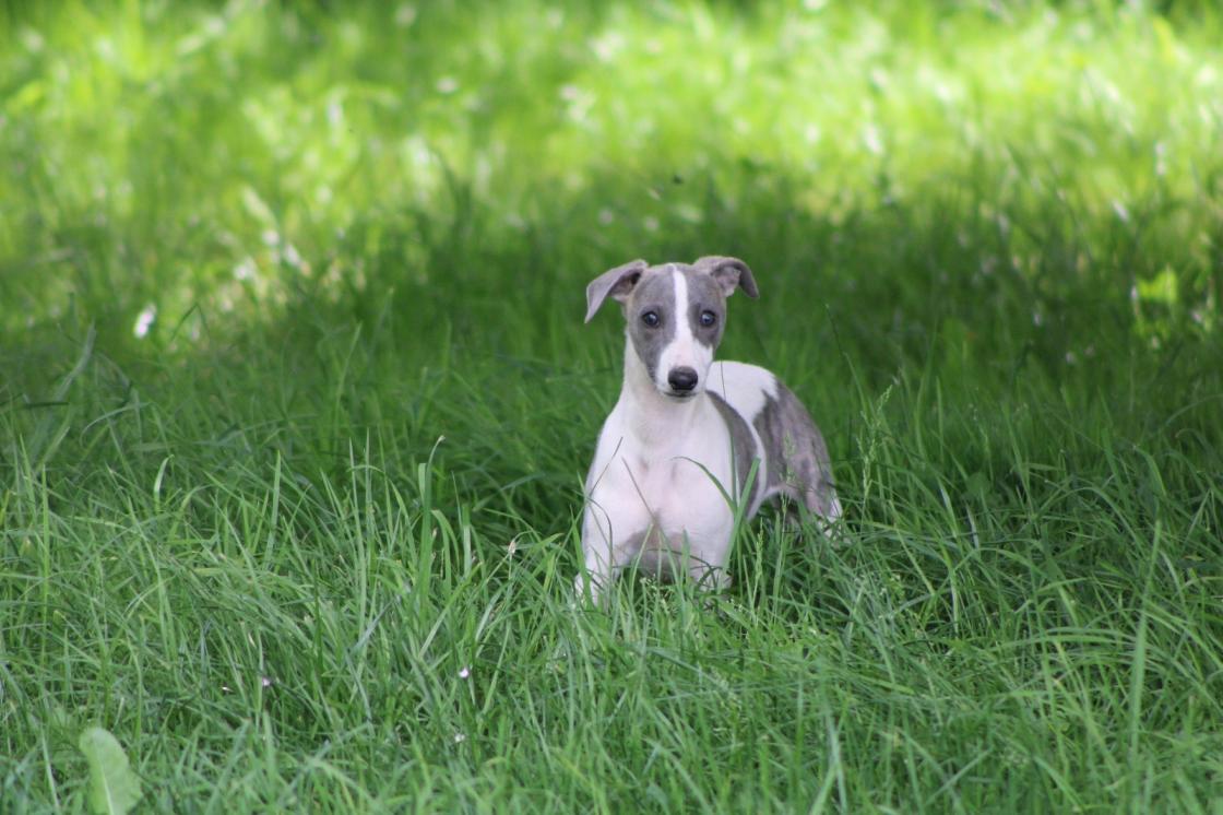 chiot disponible