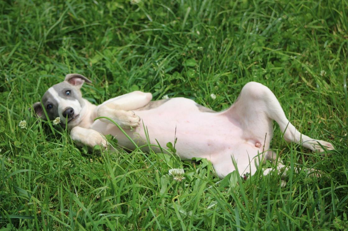 chiot disponible