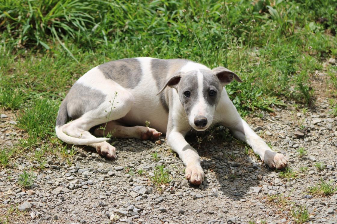 chiot disponible