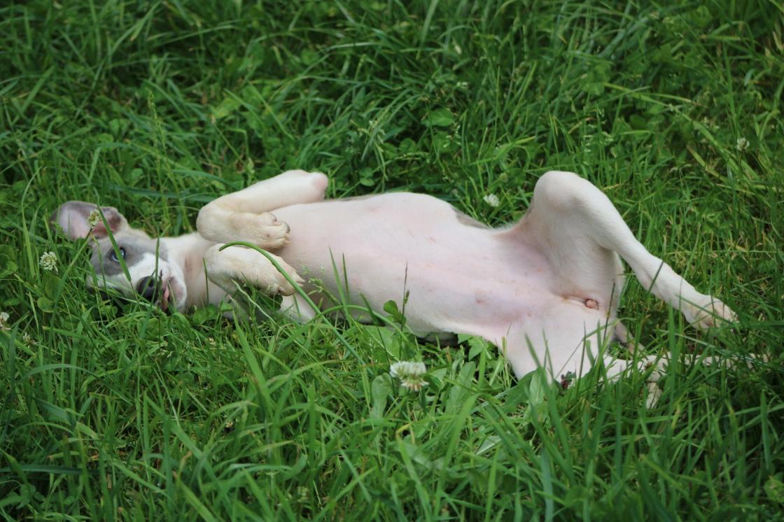 chiot disponible
