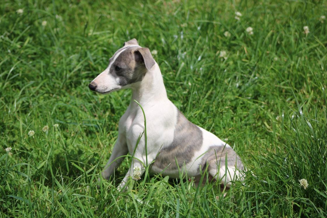 chiot disponible