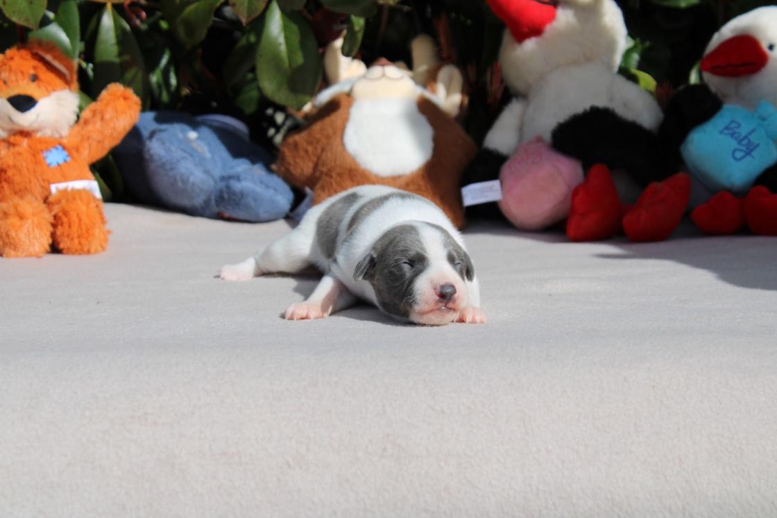 chiot disponible