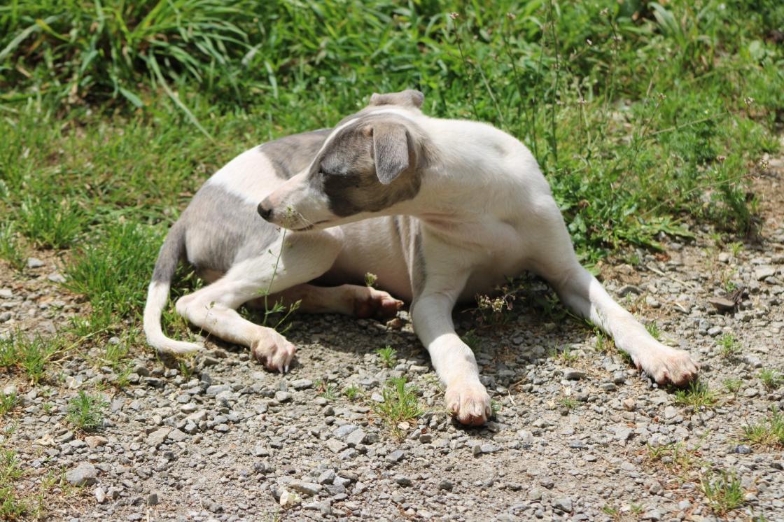 chiot disponible