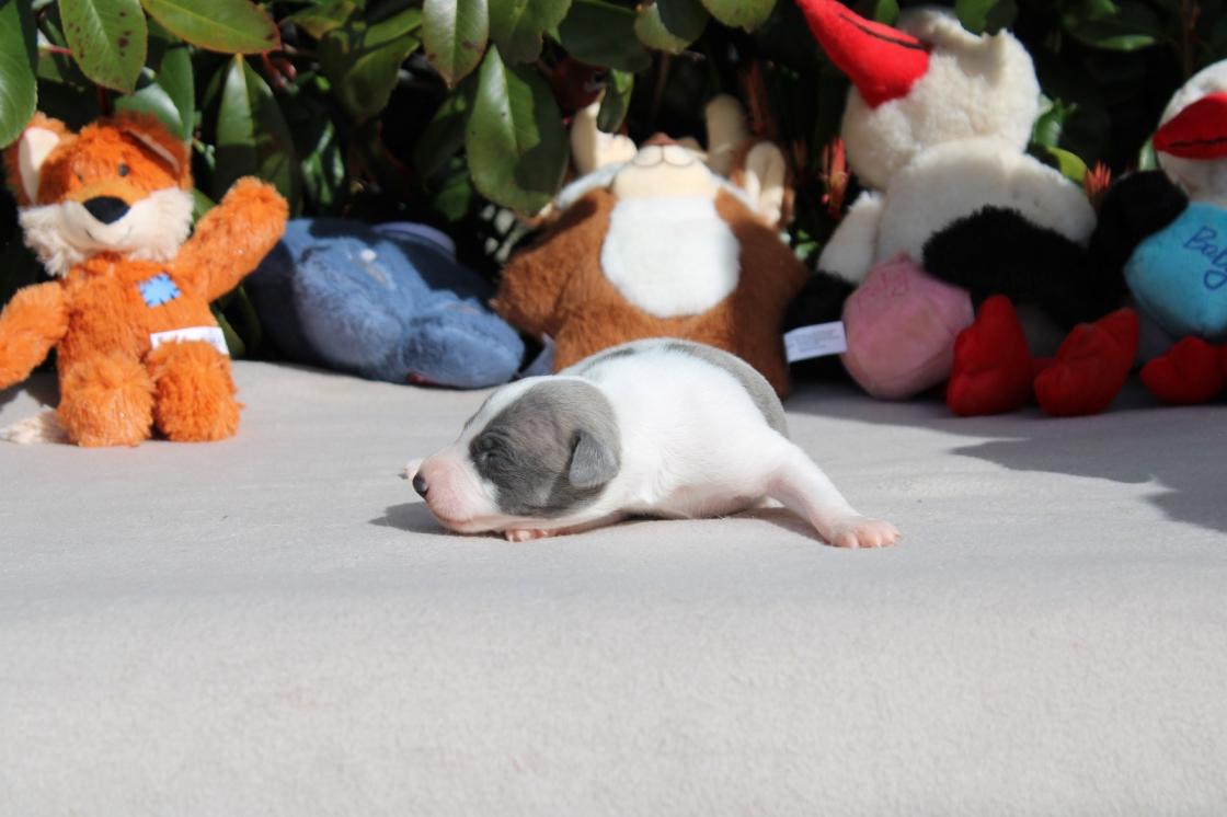 chiot disponible