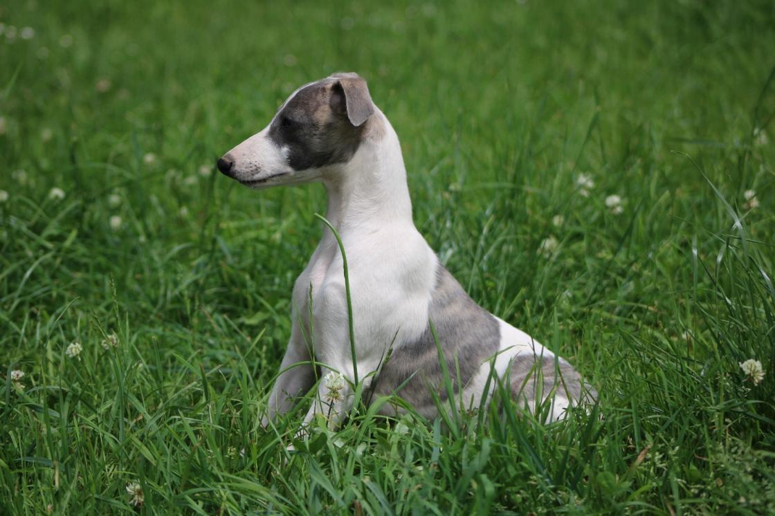 chiot disponible