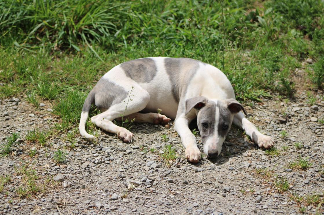 chiot disponible