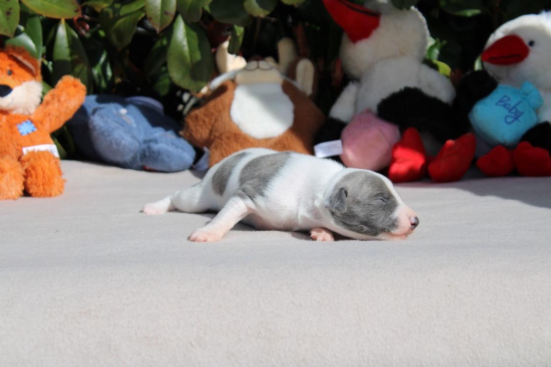 chiot disponible