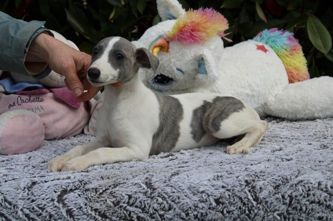 chiot disponible