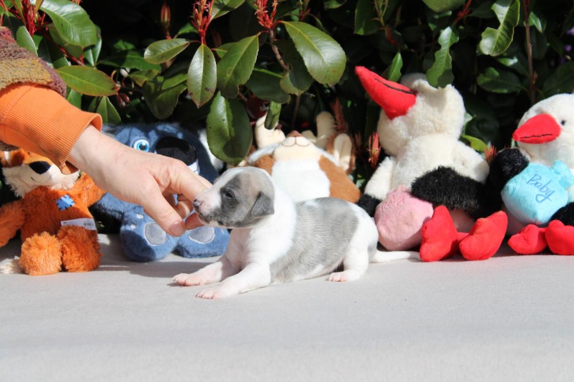 chiot disponible