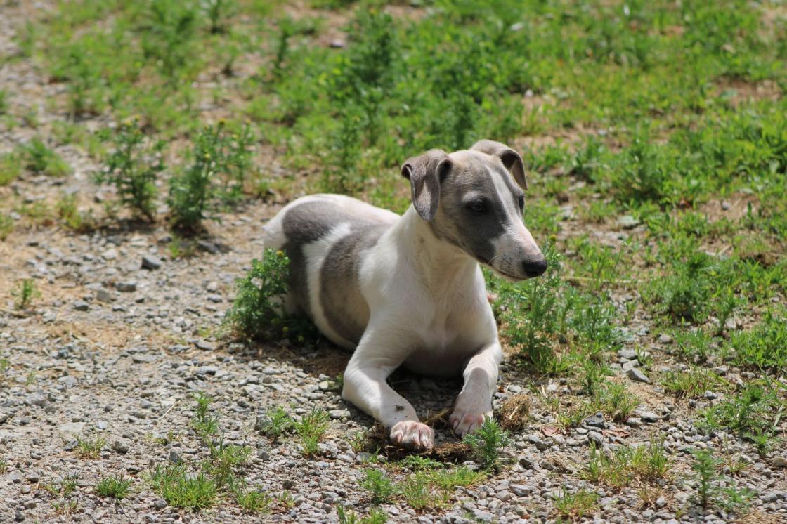 chiot disponible