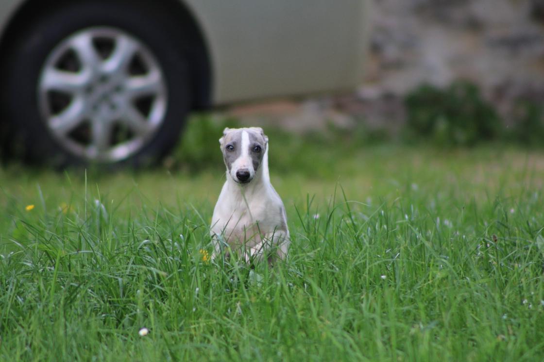 chiot disponible