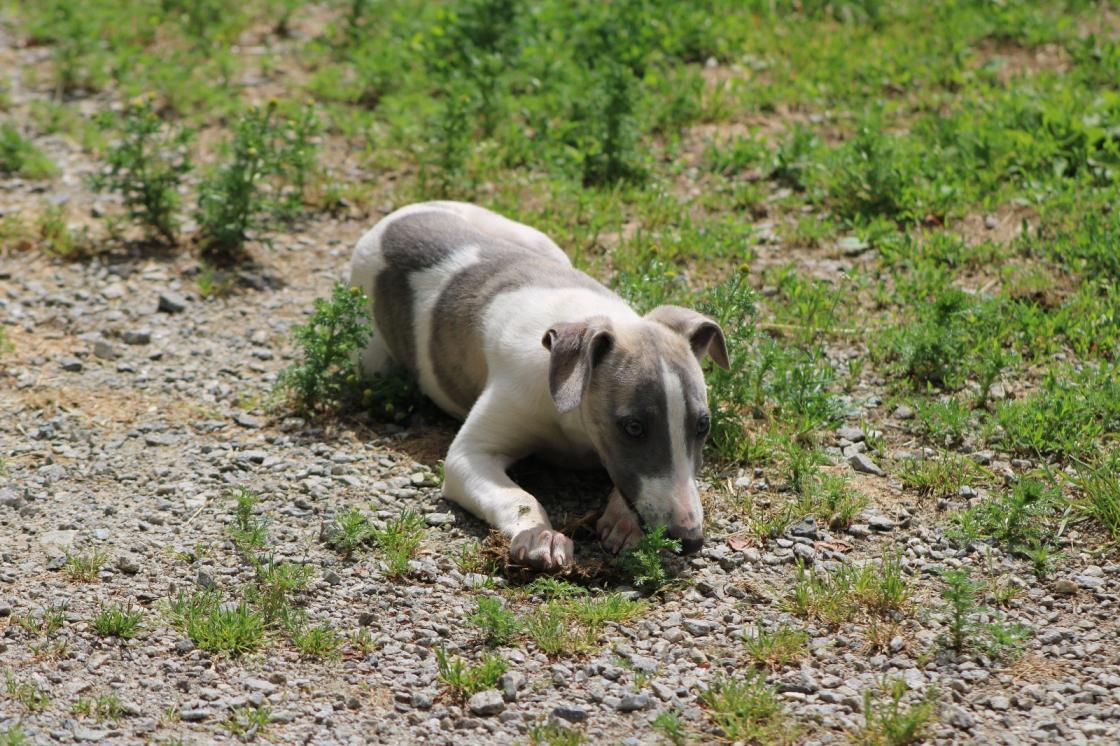 chiot disponible