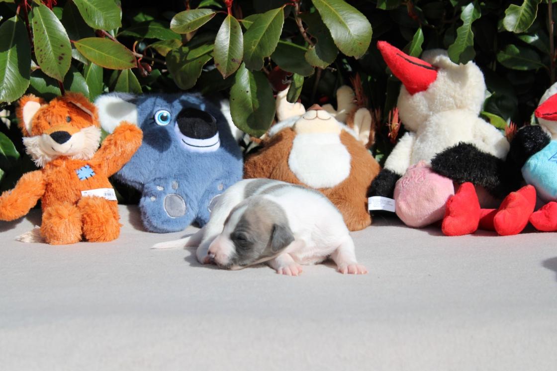 chiot disponible