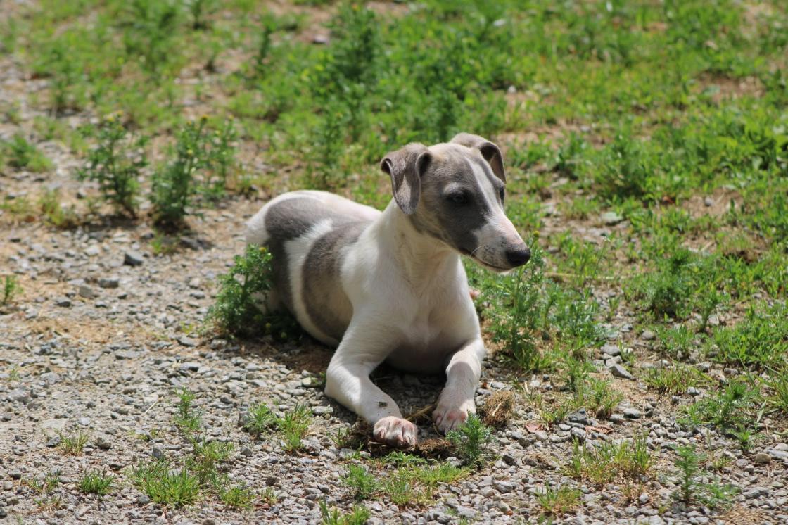 chiot disponible