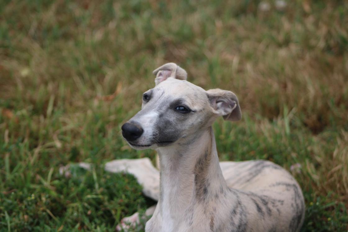 chiot disponible