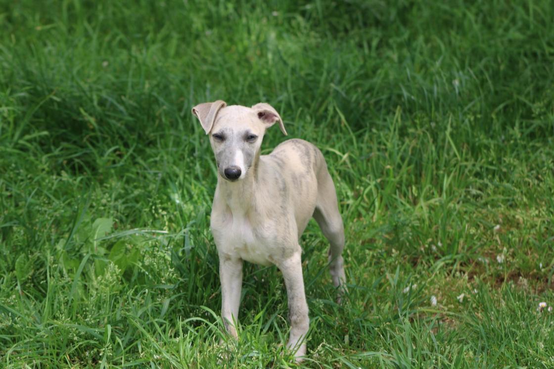 chiot disponible