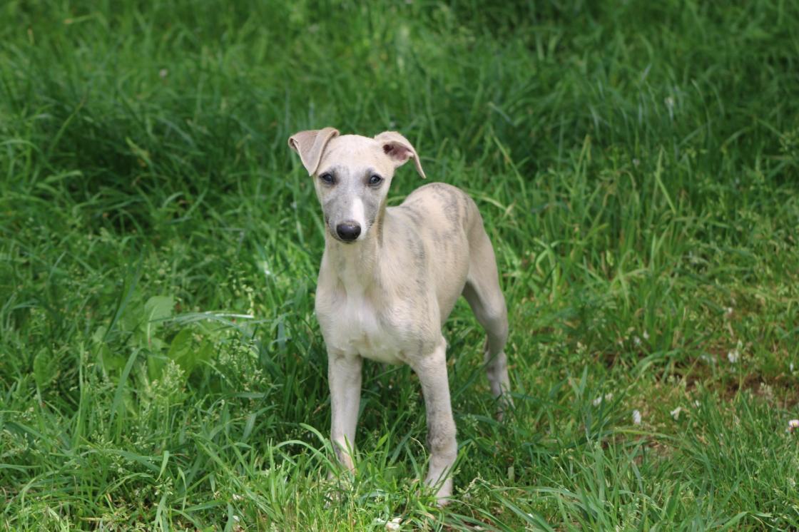 chiot disponible