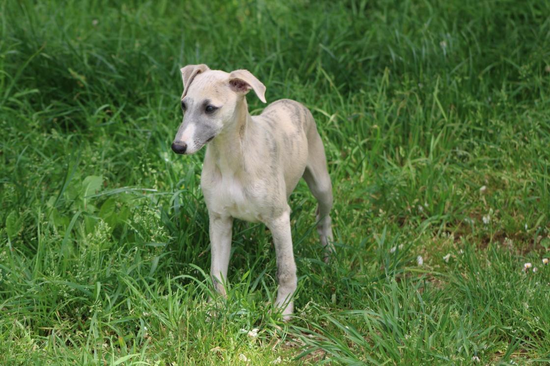 chiot disponible