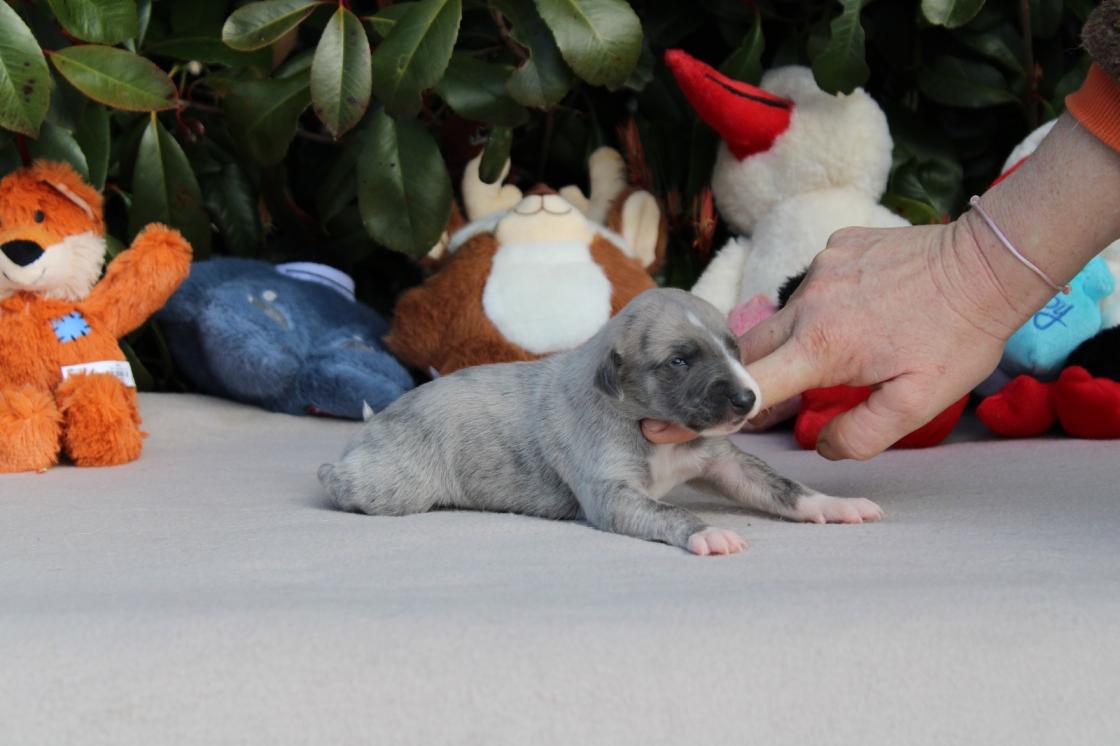chiot disponible