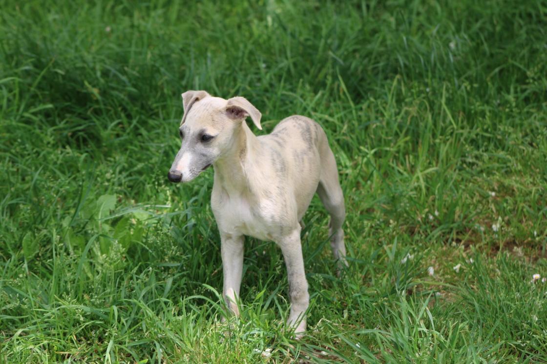 chiot disponible