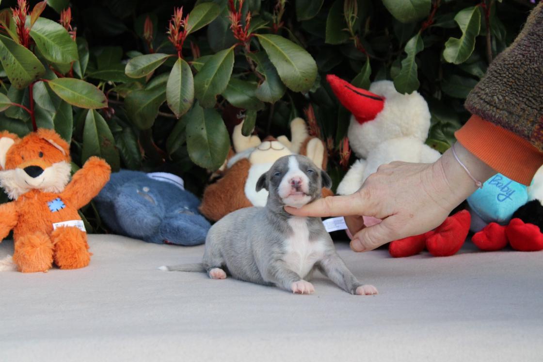 chiot disponible