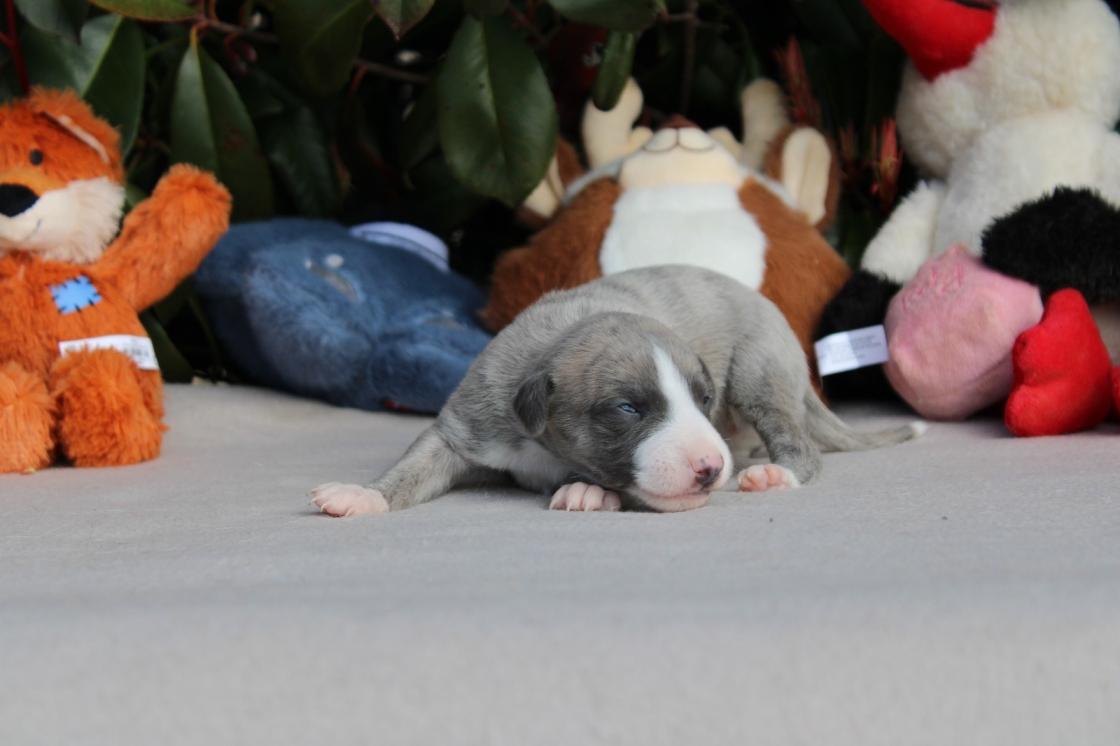 chiot disponible