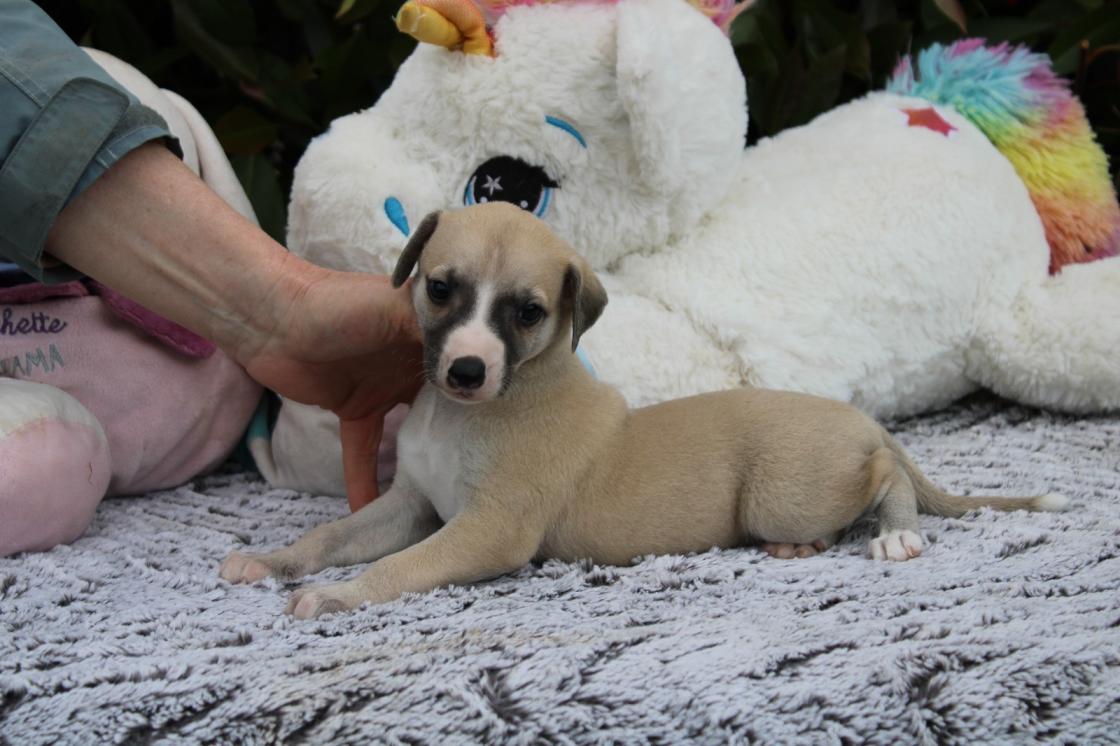chiot disponible
