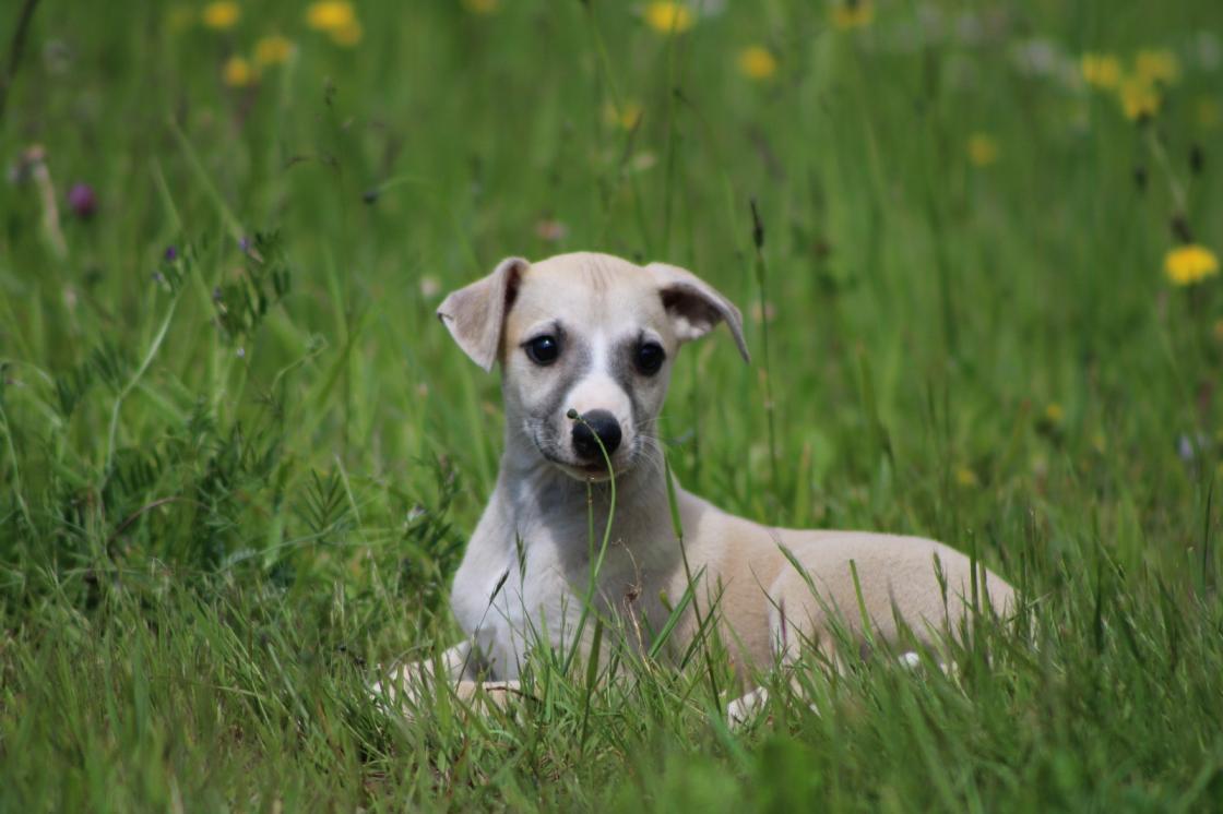chiot disponible