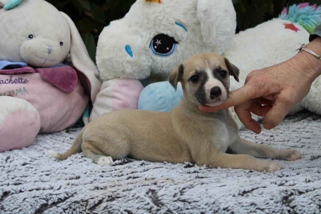 chiot disponible