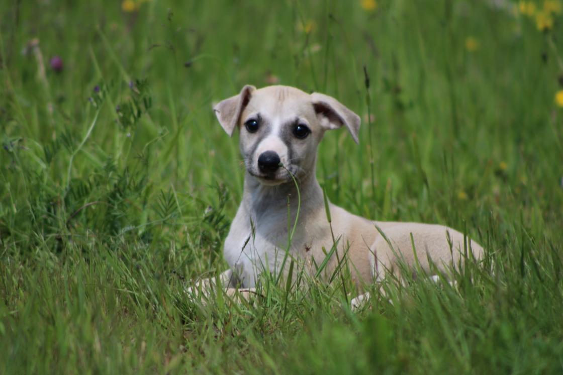 chiot disponible