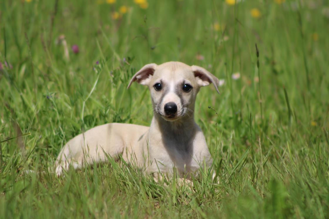 Chiot Whippet Disponible