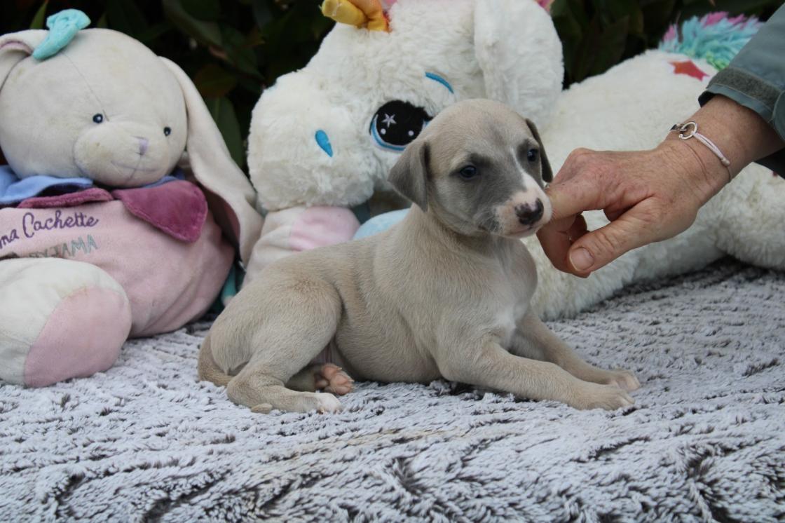 chiot disponible