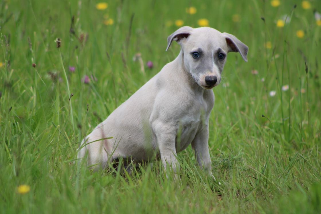 chiot disponible